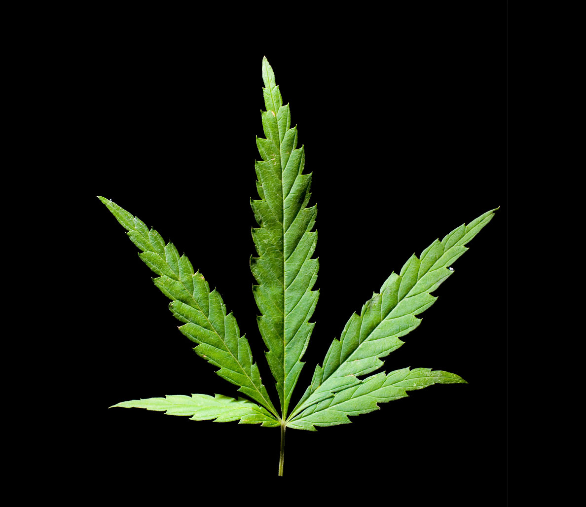 Cannabis/Marijuana leaf Blank Meme Template