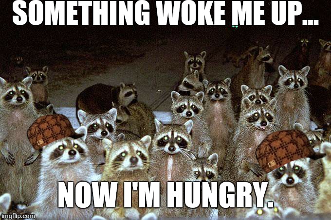 raccoons | SOMETHING WOKE ME UP... NOW I'M HUNGRY. | image tagged in raccoons,scumbag | made w/ Imgflip meme maker