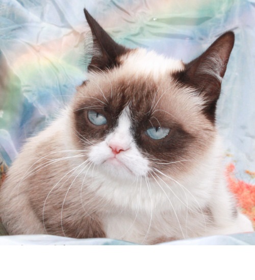 Grumpy Cat Blank Meme Template