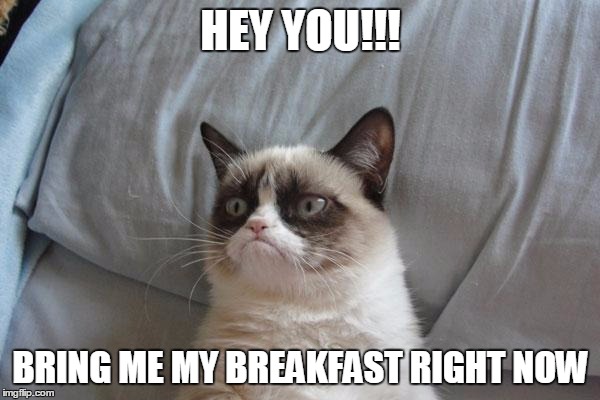 Grumpy Cat Bed Meme | HEY YOU!!! BRING ME MY BREAKFAST RIGHT NOW | image tagged in memes,grumpy cat bed,grumpy cat | made w/ Imgflip meme maker