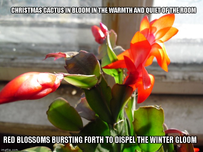Christmas Cactus | CHRISTMAS CACTUS IN BLOOM
IN THE WARMTH AND QUIET OF THE ROOM; RED BLOSSOMS BURSTING FORTH
TO DISPEL THE WINTER GLOOM | image tagged in christmas cactus,red blossoms,winter | made w/ Imgflip meme maker