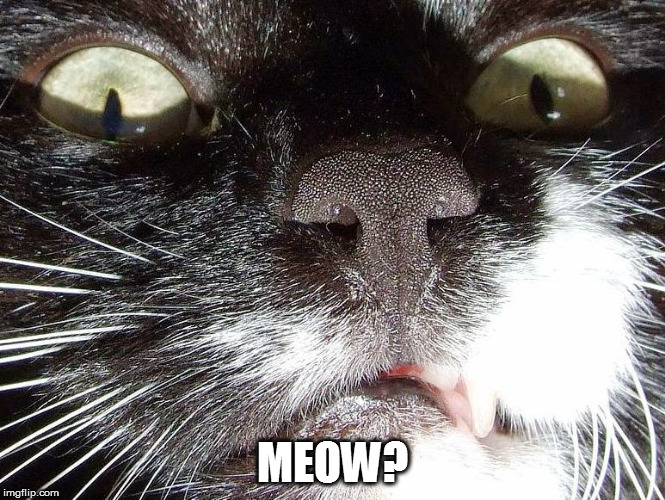 MEOW? | made w/ Imgflip meme maker
