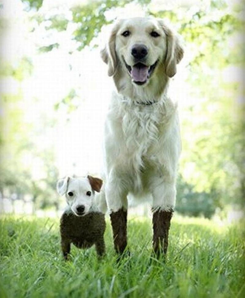 Dogs in MUD big and little dogs Blank Meme Template