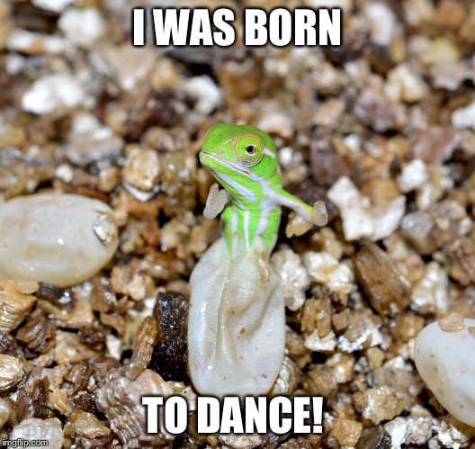Jeweled Chameleon | I WAS BORN; TO DANCE! | image tagged in jeweled chameleon | made w/ Imgflip meme maker