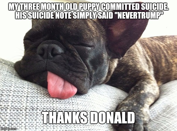 Puppy commits suicide, hated trump | MY THREE MONTH OLD PUPPY COMMITTED SUICIDE. HIS SUICIDE NOTE SIMPLY SAID "NEVERTRUMP"; THANKS DONALD | image tagged in donald trump,puppy,suicide | made w/ Imgflip meme maker