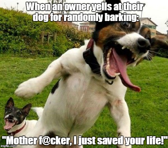 Angry Dogs | When an owner yells at their dog for randomly barking:; "Mother f@cker, I just saved your life!" | image tagged in angry dogs | made w/ Imgflip meme maker