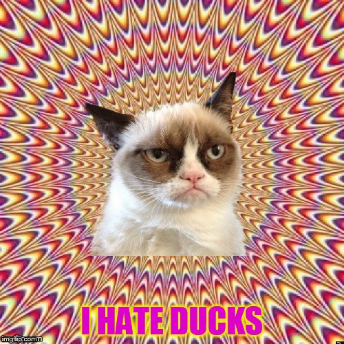 I HATE DUCKS | image tagged in groovy grumpy cat | made w/ Imgflip meme maker