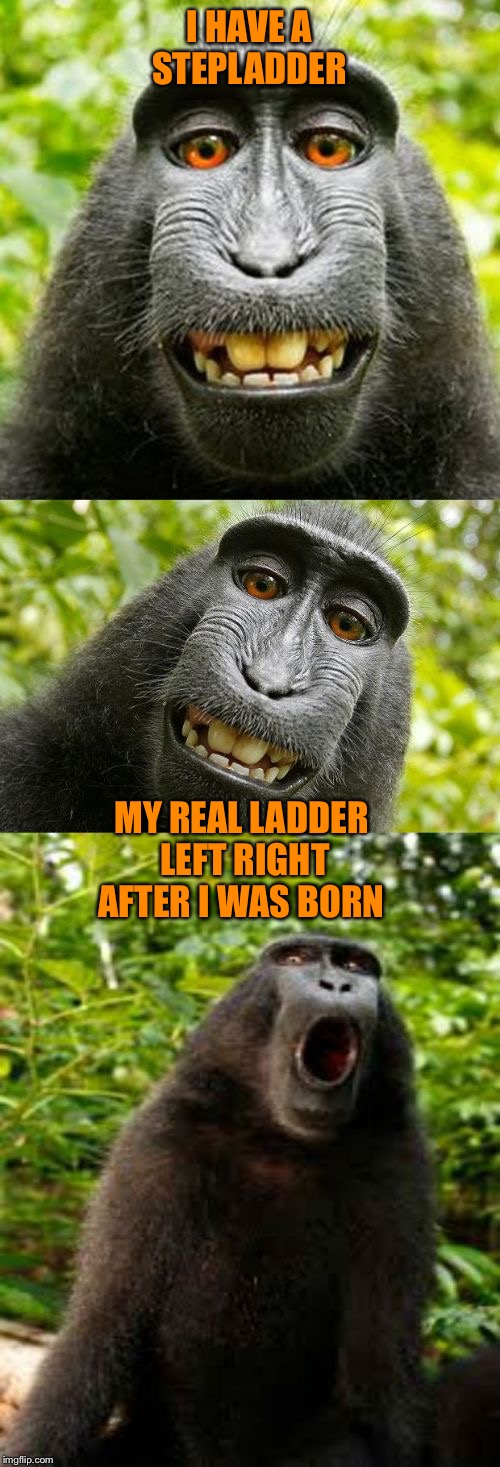 bad pun monkey | I HAVE A STEPLADDER; MY REAL LADDER LEFT RIGHT AFTER I WAS BORN | image tagged in bad pun monkey | made w/ Imgflip meme maker