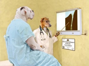 Dog X-Rays Blank Meme Template