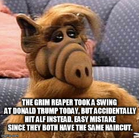 RIP ALF | THE GRIM REAPER TOOK A SWING AT DONALD TRUMP TODAY, BUT ACCIDENTALLY HIT ALF INSTEAD. EASY MISTAKE SINCE THEY BOTH HAVE THE SAME HAIRCUT. | image tagged in trump,alf | made w/ Imgflip meme maker