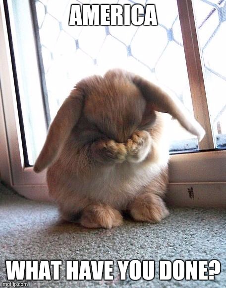 embarrassed bunny | AMERICA; WHAT HAVE YOU DONE? | image tagged in embarrassed bunny | made w/ Imgflip meme maker
