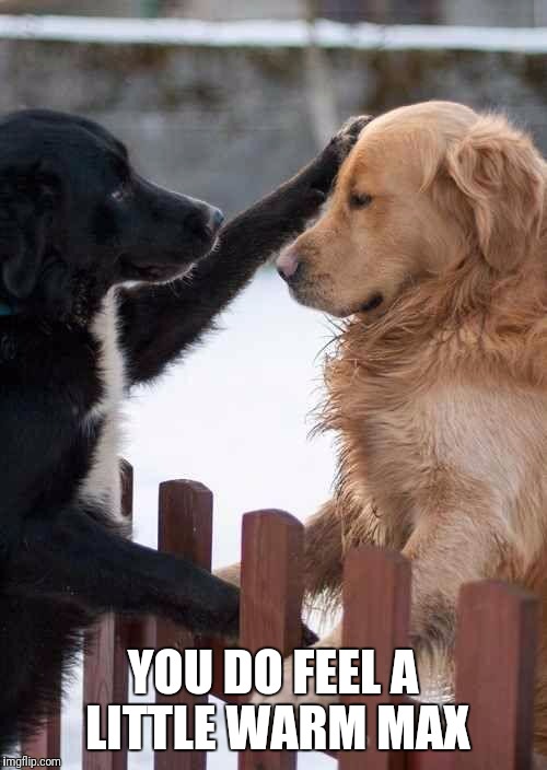 dogs | YOU DO FEEL A LITTLE WARM MAX | image tagged in dogs | made w/ Imgflip meme maker
