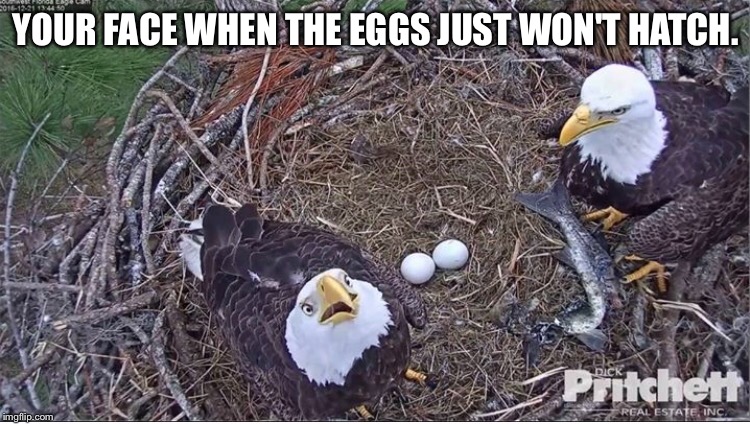 Patiently waiting | YOUR FACE WHEN THE EGGS JUST WON'T HATCH. | image tagged in eagle,eggs | made w/ Imgflip meme maker