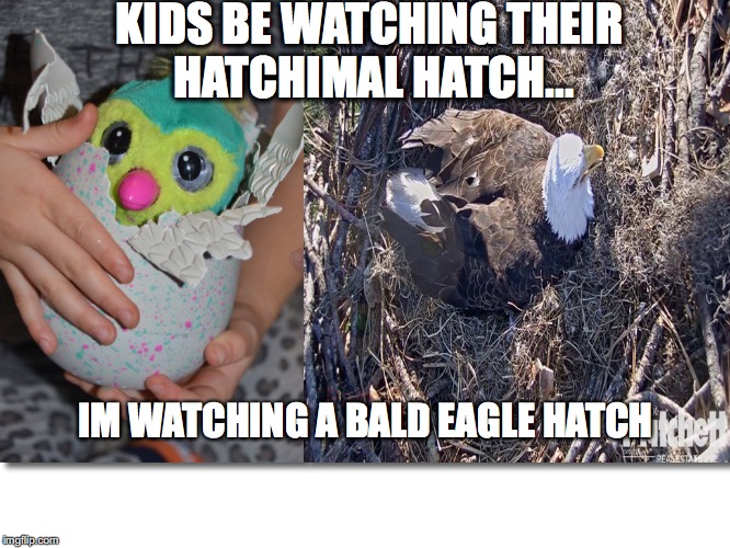 Hatchimal VS. Bald Eagle | KIDS BE WATCHING THEIR HATCHIMAL HATCH... IM WATCHING A BALD EAGLE HATCH | image tagged in funny,hatchimal,bald eagle | made w/ Imgflip meme maker