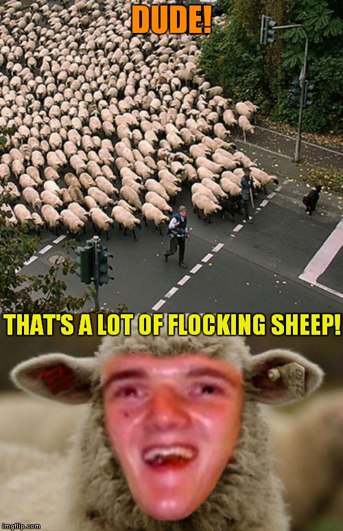 Have you herd about this??? |  DUDE! THAT'S A LOT OF FLOCKING SHEEP! | image tagged in waka flocka,10 guy,sheep | made w/ Imgflip meme maker