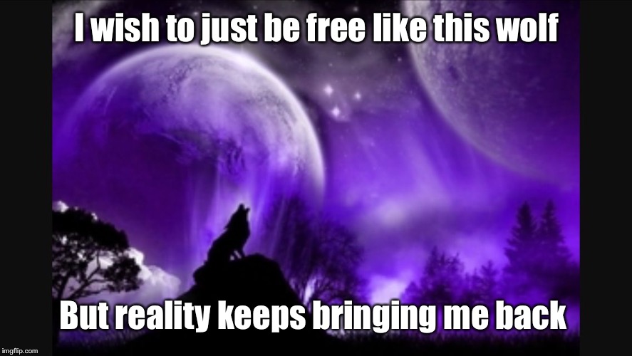Reality  | I wish to just be free like this wolf; But reality keeps bringing me back | image tagged in dreams | made w/ Imgflip meme maker