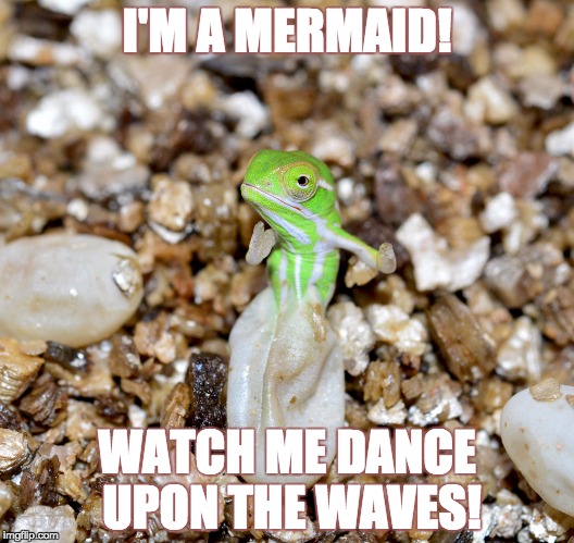 Jeweled Chameleon | I'M A MERMAID! WATCH ME DANCE UPON THE WAVES! | image tagged in jeweled chameleon | made w/ Imgflip meme maker