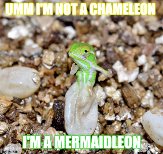 Jeweled Chameleon | UMM I'M NOT A CHAMELEON; I'M A MERMAIDLEON | image tagged in jeweled chameleon | made w/ Imgflip meme maker