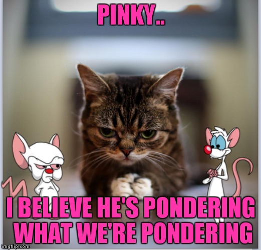 Some things just fit together | PINKY.. I BELIEVE HE'S PONDERING WHAT WE'RE PONDERING | image tagged in pinky and the brain,pondering kitten | made w/ Imgflip meme maker