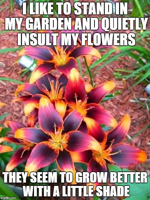 Punny Looking Plants | I LIKE TO STAND IN MY GARDEN AND QUIETLY INSULT MY FLOWERS; THEY SEEM TO GROW BETTER WITH A LITTLE SHADE | image tagged in flowers,puns,shade | made w/ Imgflip meme maker