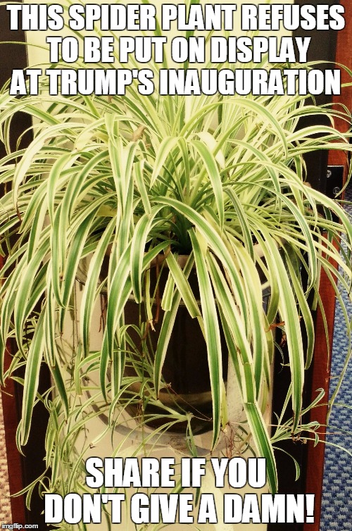 THIS SPIDER PLANT REFUSES TO BE PUT ON DISPLAY AT TRUMP'S INAUGURATION; SHARE IF YOU DON'T GIVE A DAMN! | image tagged in spider plant dgaf,trump | made w/ Imgflip meme maker