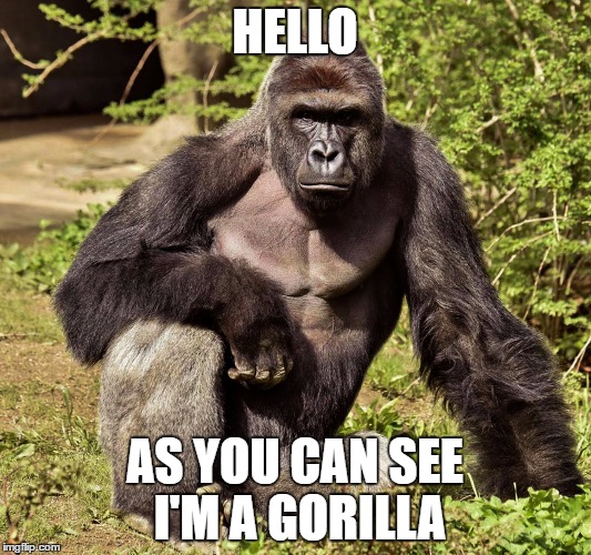 HELLO; AS YOU CAN SEE I'M A GORILLA | image tagged in harambe | made w/ Imgflip meme maker