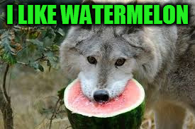 Watermelon Wolf | I LIKE WATERMELON | image tagged in watermelon wolf | made w/ Imgflip meme maker