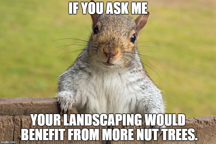 Advice giving squirrel | IF YOU ASK ME; YOUR LANDSCAPING WOULD BENEFIT FROM MORE NUT TREES. | image tagged in advice giving squirrel | made w/ Imgflip meme maker