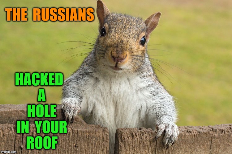 Advice giving squirrel | THE  RUSSIANS; HACKED  A  HOLE  IN  YOUR  ROOF | image tagged in advice giving squirrel | made w/ Imgflip meme maker