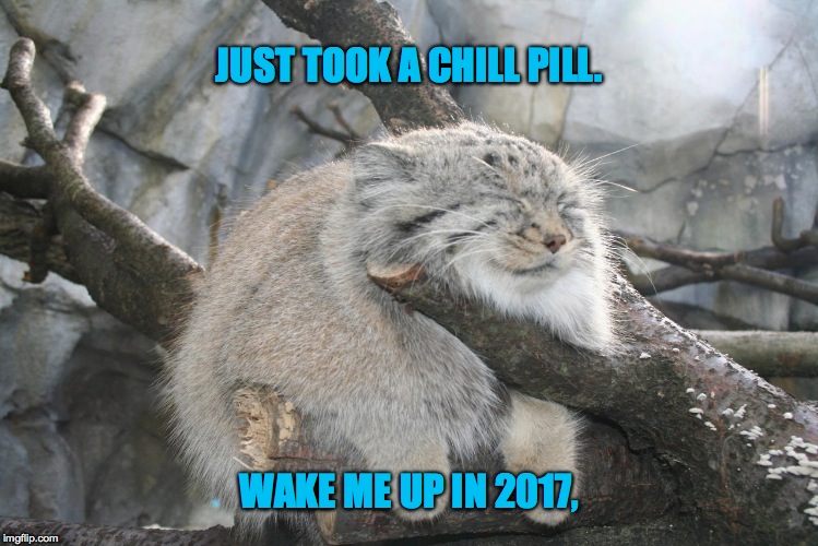 Pallas's Cat (Manul) | JUST TOOK A CHILL PILL. WAKE ME UP IN 2017, | image tagged in cute,ain't he | made w/ Imgflip meme maker