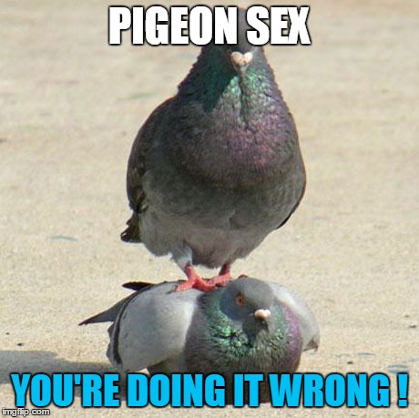 PIGEON SEX YOU'RE DOING IT WRONG ! | made w/ Imgflip meme maker