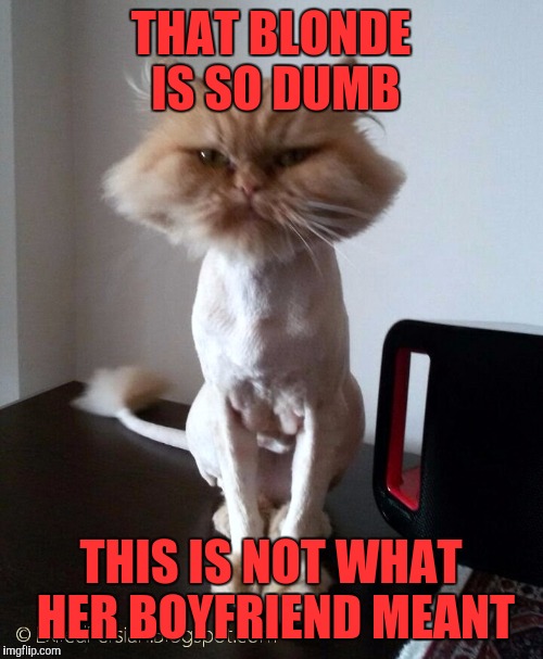 Shaved Pussy Cat | THAT BLONDE IS SO DUMB; THIS IS NOT WHAT HER BOYFRIEND MEANT | image tagged in shaved pussy cat | made w/ Imgflip meme maker