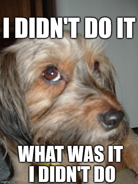 I didn't do it.... | I DIDN'T DO IT; WHAT WAS IT I DIDN'T DO | image tagged in funny dogs,innocent | made w/ Imgflip meme maker