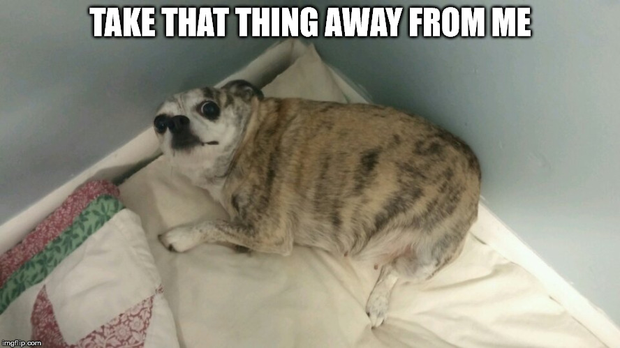 TAKE THAT THING AWAY FROM ME | image tagged in guilty dog | made w/ Imgflip meme maker