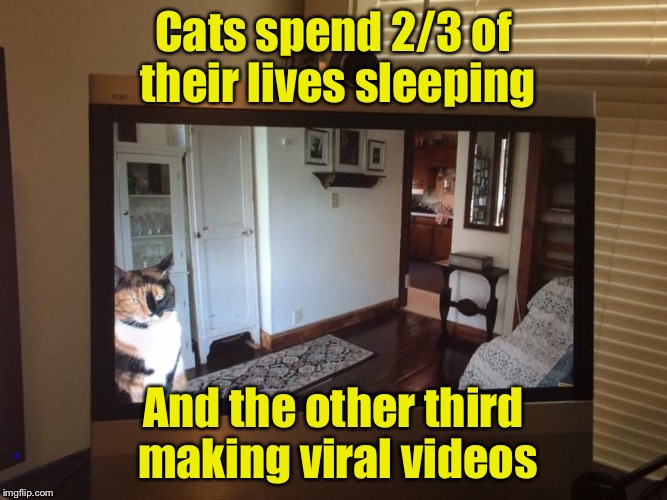 Cat Videos | Cats spend 2/3 of their lives sleeping; And the other third making viral videos | image tagged in cat video conference,cats | made w/ Imgflip meme maker