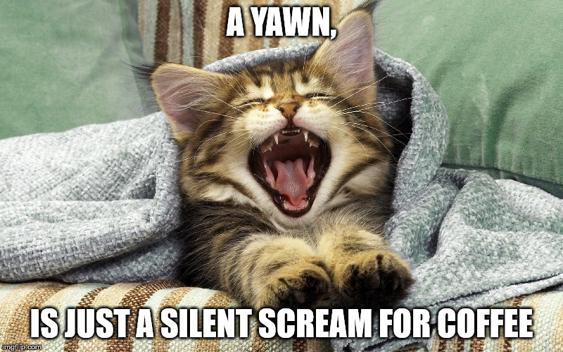 Sleepy Puss | A YAWN, IS JUST A SILENT SCREAM FOR COFFEE | image tagged in sleepy | made w/ Imgflip meme maker