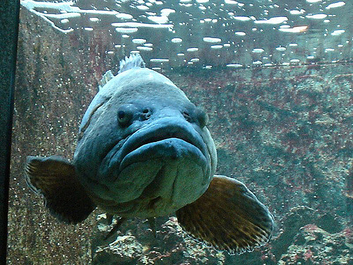 Grumpy Fish Blank Template Imgflip