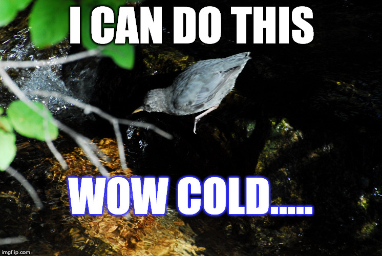 Going swimming | I CAN DO THIS; WOW COLD..... | image tagged in little dipper,diving bird | made w/ Imgflip meme maker