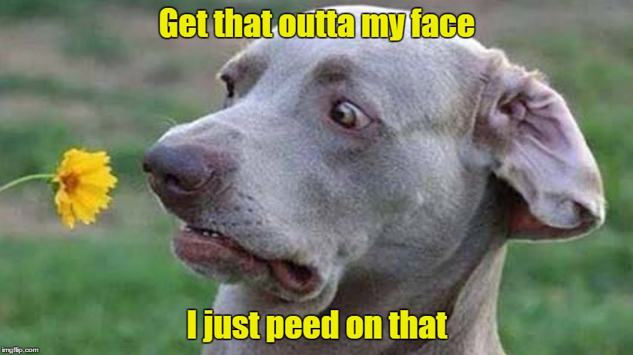 Get that outta my face; I just peed on that | image tagged in dog flower face | made w/ Imgflip meme maker