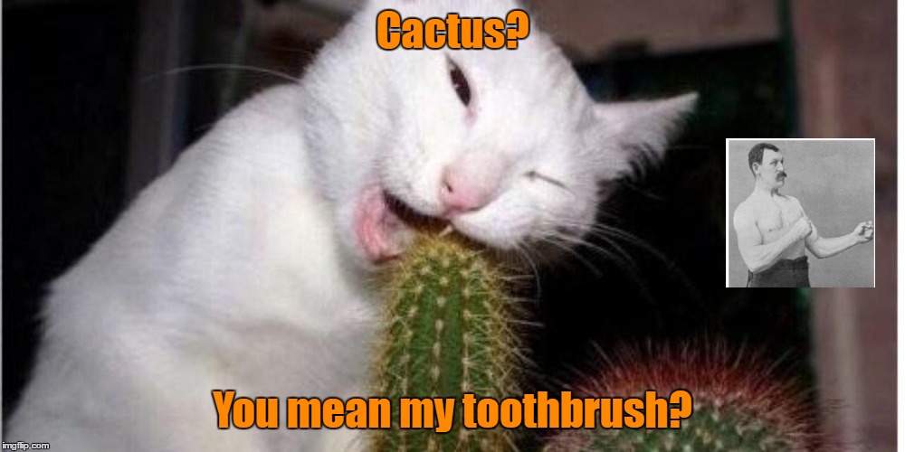  Cactus? You mean my toothbrush? | image tagged in cactus | made w/ Imgflip meme maker
