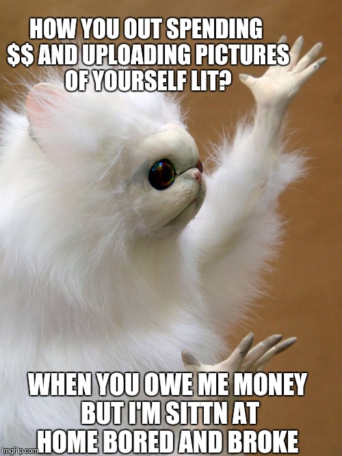 Persian Cat Room Guardian | HOW YOU OUT SPENDING $$ AND UPLOADING PICTURES OF YOURSELF LIT? WHEN YOU OWE ME MONEY BUT I'M SITTN AT HOME BORED AND BROKE | image tagged in persian cat room guardian | made w/ Imgflip meme maker