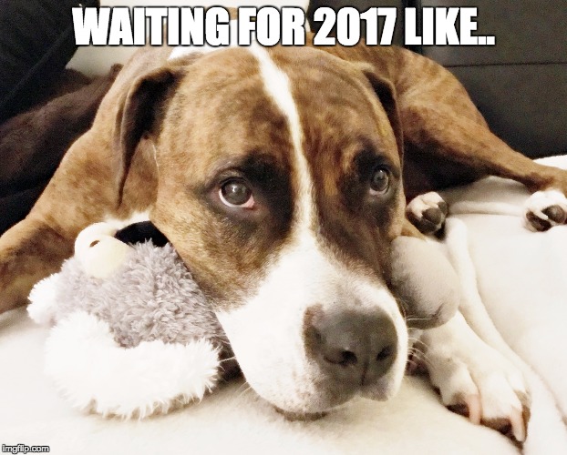 WAITING FOR 2017 LIKE.. | image tagged in dog,pitbull,2017,new year 2016,new years,new years eve | made w/ Imgflip meme maker
