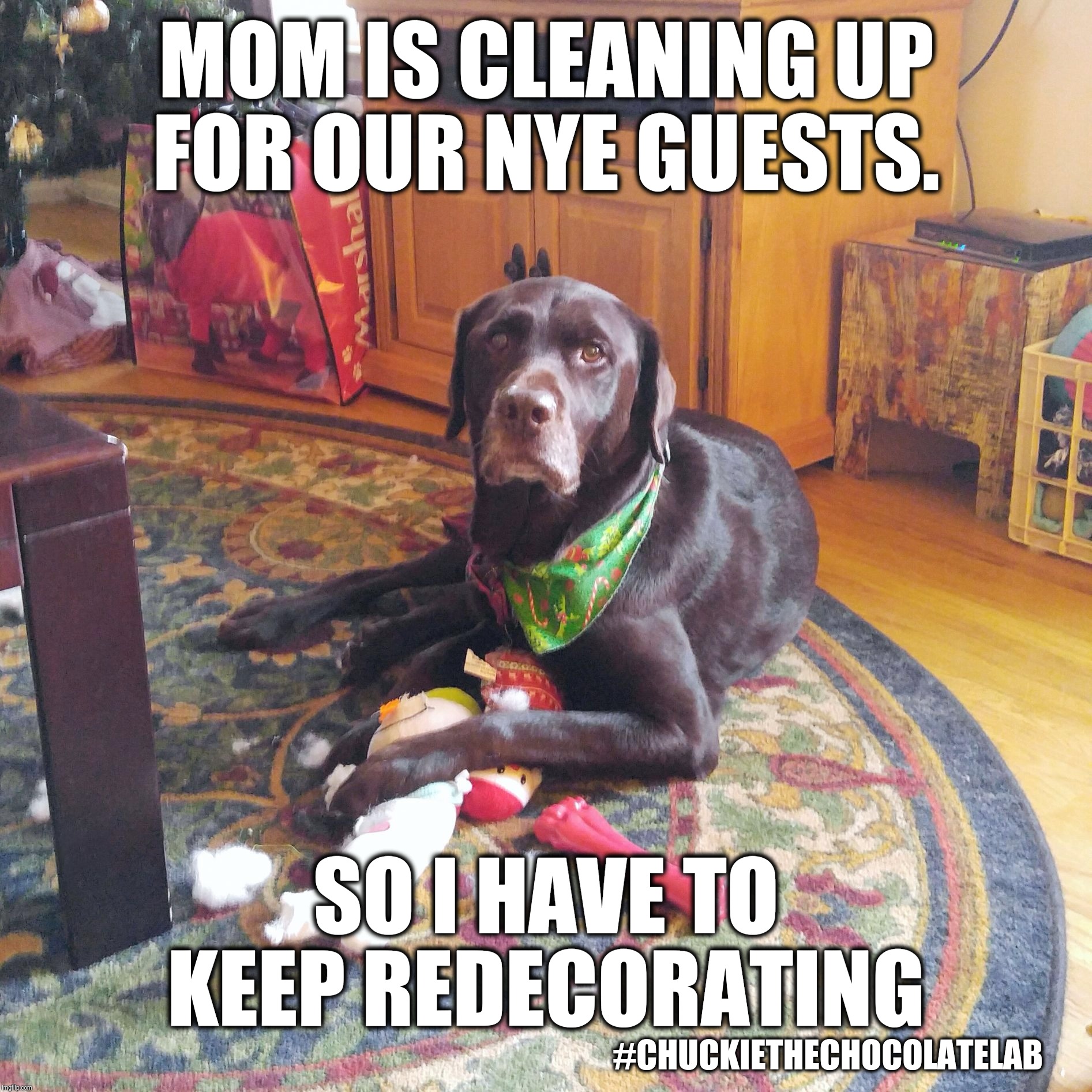 New Year's Eve  | MOM IS CLEANING UP FOR OUR NYE GUESTS. SO I HAVE TO KEEP REDECORATING; #CHUCKIETHECHOCOLATELAB | image tagged in chuckie the chocolate lab,new years eve,funny dogs,funny,memes,dogs | made w/ Imgflip meme maker