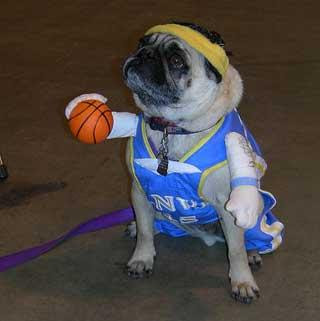 Pug Dog repugnant humiliating basketball Blank Meme Template