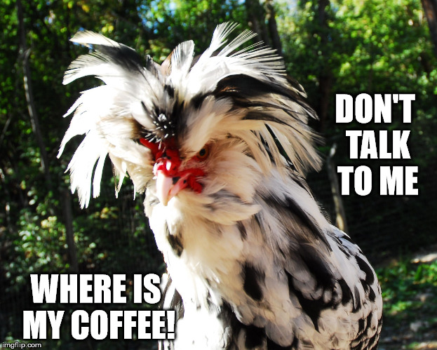 Give me Coffee!! | DON'T TALK TO ME; WHERE IS MY COFFEE! | image tagged in bad hair day,coffee addict | made w/ Imgflip meme maker