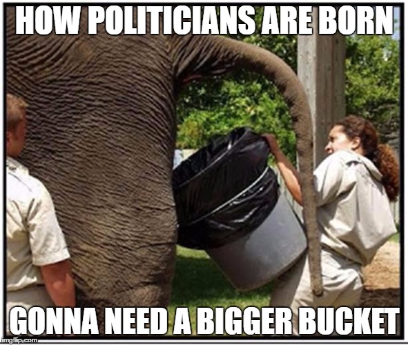 Elephant | HOW POLITICIANS ARE BORN; GONNA NEED A BIGGER BUCKET | image tagged in elephant | made w/ Imgflip meme maker