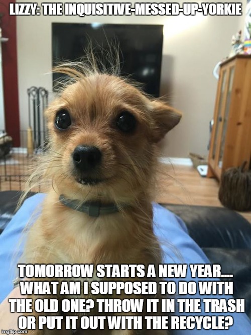 Lizzy: The Inqisitive-Messed-Up-Yorkie | LIZZY: THE INQUISITIVE-MESSED-UP-YORKIE; TOMORROW STARTS A NEW YEAR.... WHAT AM I SUPPOSED TO DO WITH THE OLD ONE? THROW IT IN THE TRASH OR PUT IT OUT WITH THE RECYCLE? | image tagged in humor,funny dogs,dogs,funny memes | made w/ Imgflip meme maker