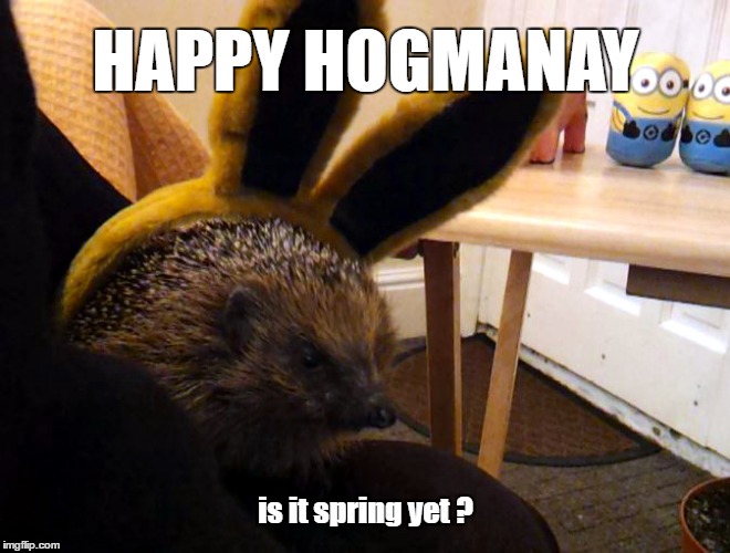 Happy Hogmanay | HAPPY HOGMANAY; is it spring yet ? | image tagged in 2016,2017,hedgehog,warner the hedgehog | made w/ Imgflip meme maker