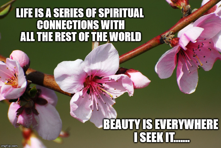 Spiritual Beauty | LIFE IS A SERIES OF SPIRITUAL CONNECTIONS WITH ALL THE REST OF THE WORLD; BEAUTY IS EVERYWHERE I SEEK IT....... | image tagged in cherry blossoms,seek beauty | made w/ Imgflip meme maker