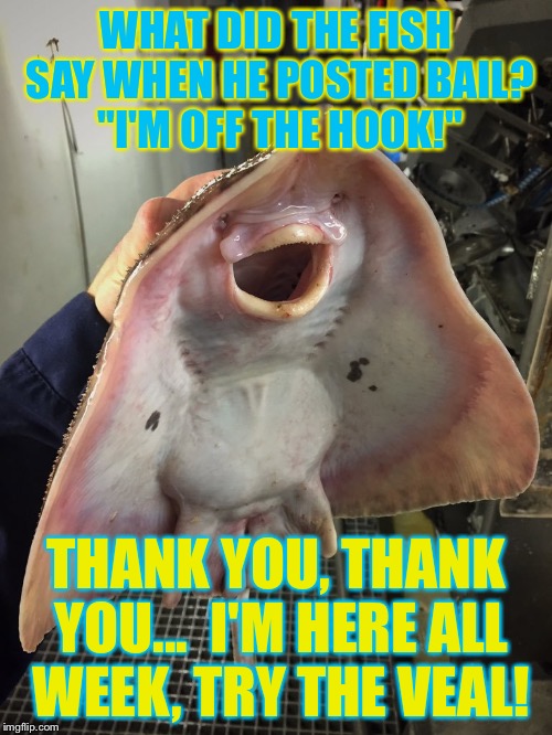 What The Fish | WHAT DID THE FISH SAY WHEN HE POSTED BAIL? "I'M OFF THE HOOK!"; THANK YOU, THANK YOU...
 I'M HERE ALL WEEK, TRY THE VEAL! | image tagged in what the fish,memes | made w/ Imgflip meme maker